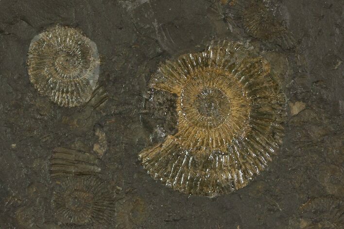 Dactylioceras Ammonite Cluster - Posidonia Shale, Germany #79317